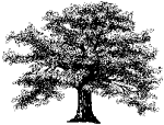 Oak Tree